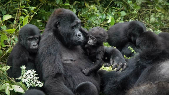 Nyakagezi-gorilla-family-in-Mgahinga-national-park