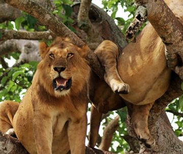 Tree-Climbing-Lions in Uganda