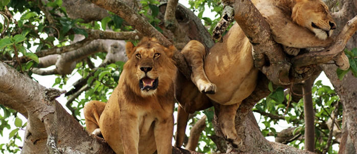 Tree-Climbing-Lions in Uganda