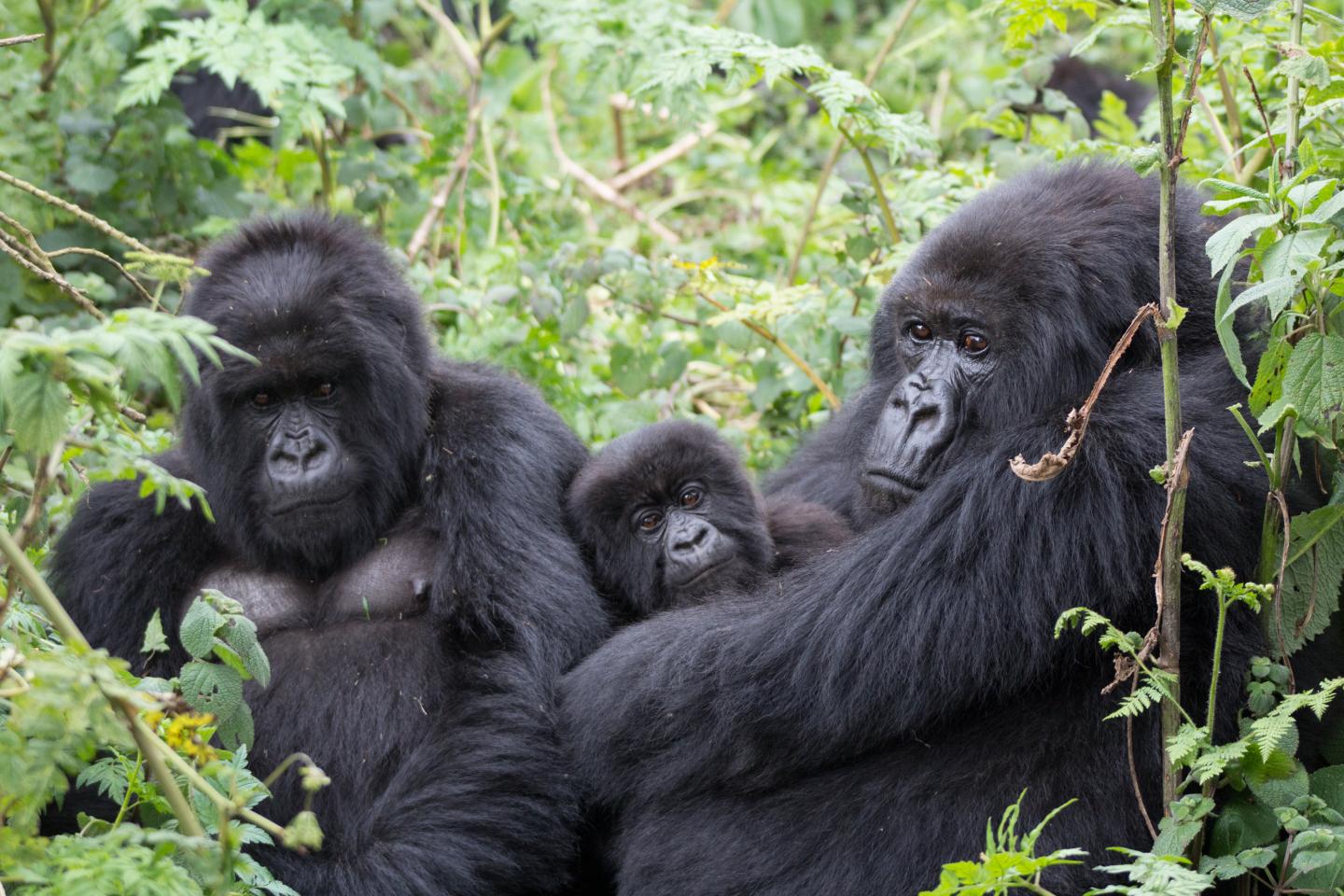 NSHONGI GORILLA FAMILY