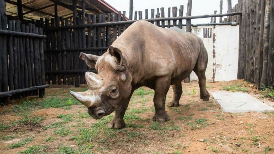 Five eastern black Rhinos trans located to Akagera National Park Rwanda