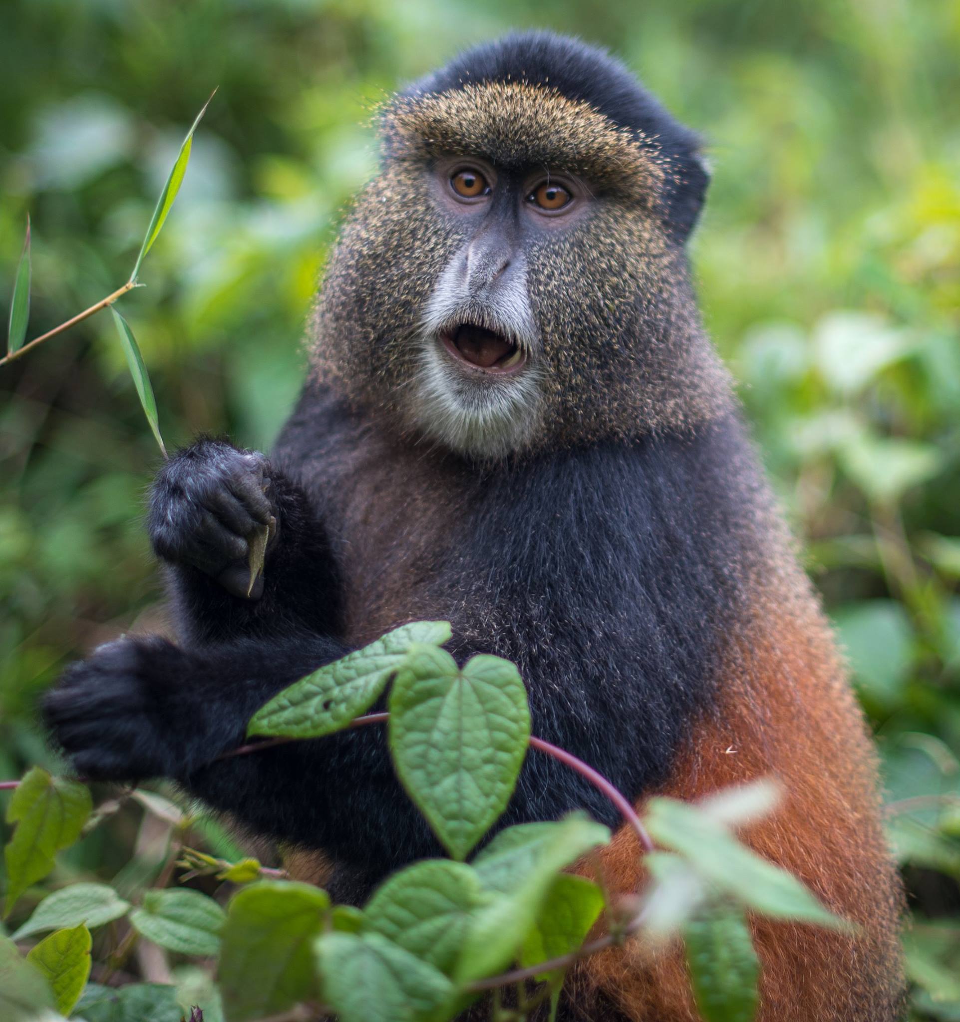 Golden monkey trekking in Mgahinga National Park, golden monkeys in uganda, tracking golden monkeys in Uganda, golden monkeys in Mgahinga national park
