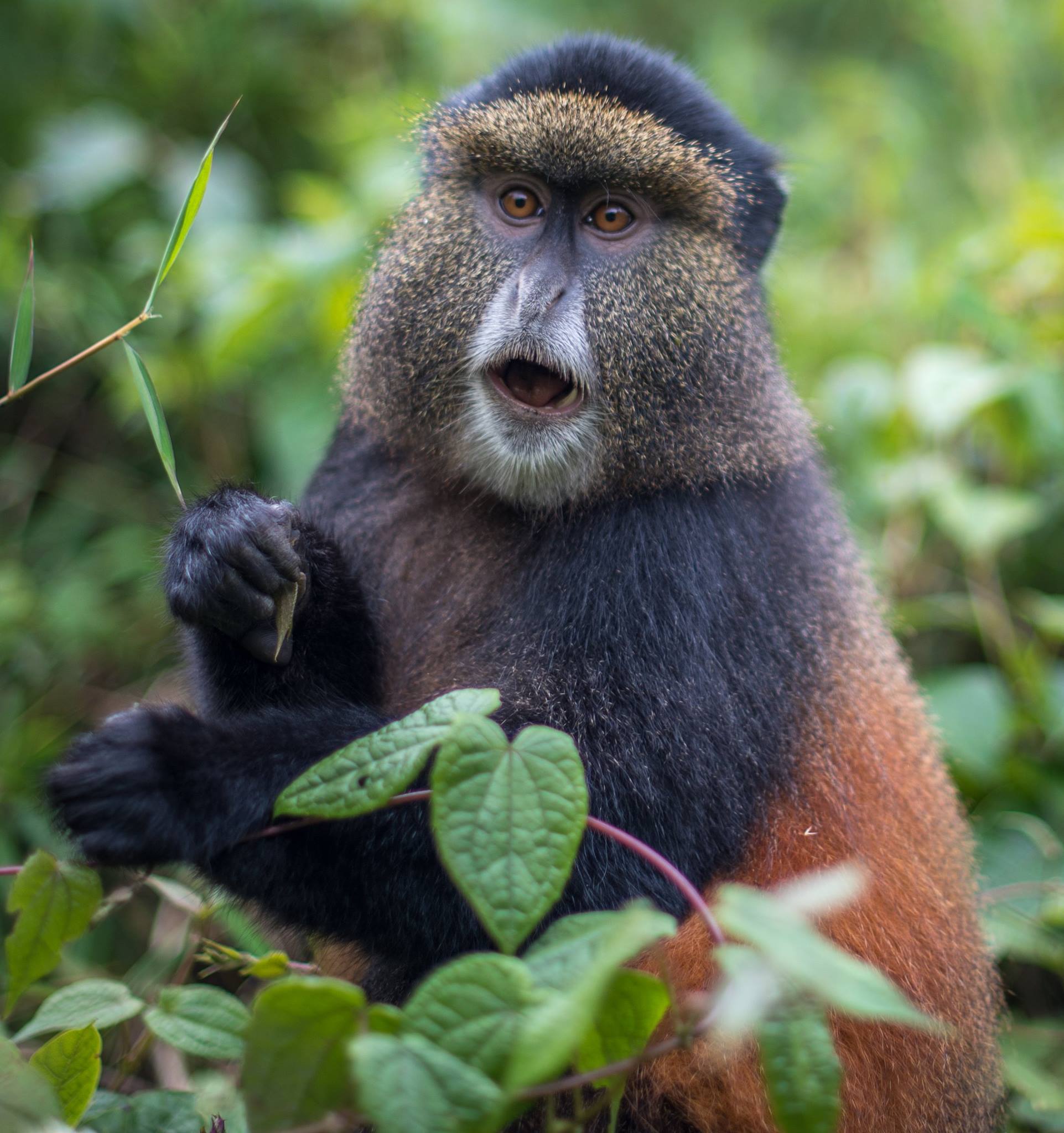 Golden monkey trekking in Mgahinga National Park