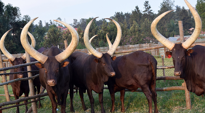 Cultural Tours in Lake Mburo National Park