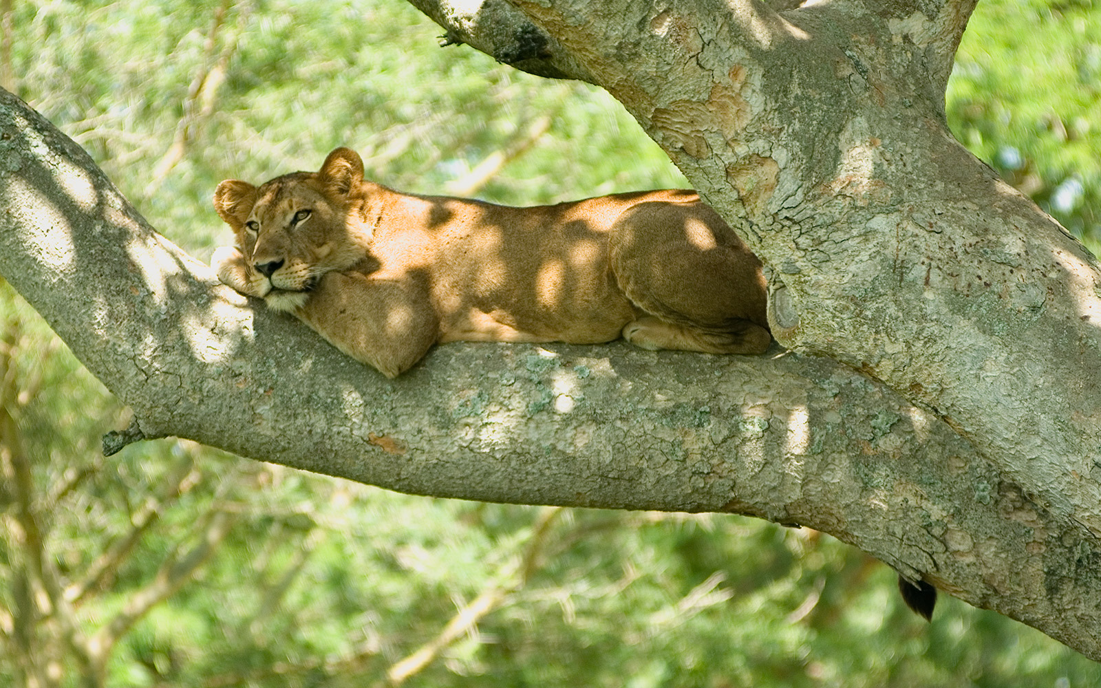 Travel Trends in Uganda to book in 2020.