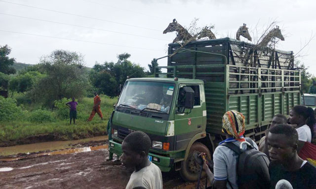 UWA translocates giraffes to Pian-Upe Game Reserve