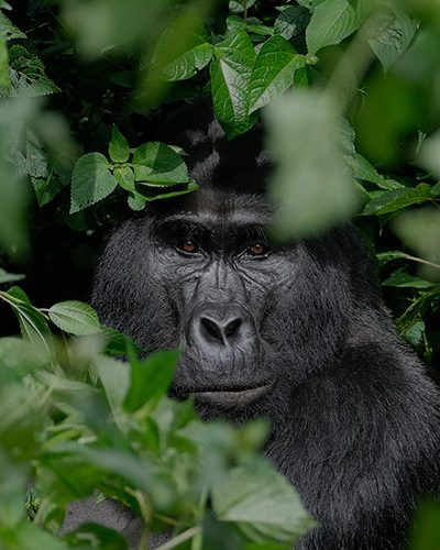 Uganda Gorilla Trekking safari, Uganda gorilla trekking tours, Gorillas in Rwanda, Uganda Gorillas, Uganda Gorilla safaris, Gorilla tours in Uganda