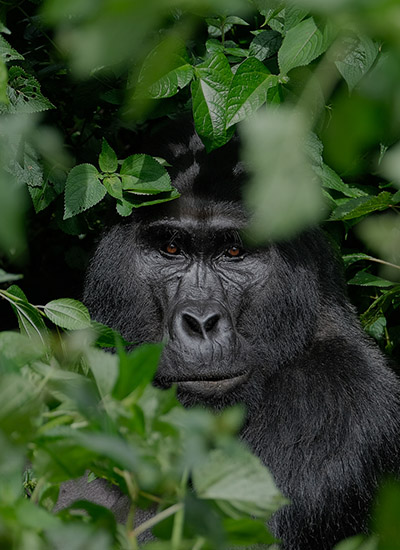Uganda Gorilla Trekking safari, Uganda gorilla trekking tours, Gorillas in Rwanda, Uganda Gorillas, Uganda Gorilla safaris, Gorilla tours in Uganda