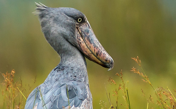 Bird watching Uganda