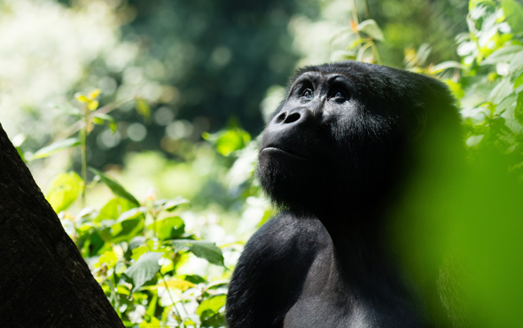 Gorilla Safaris Uganda