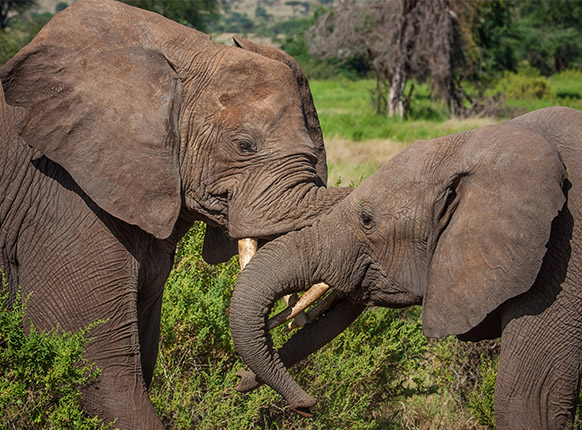 African Elephants