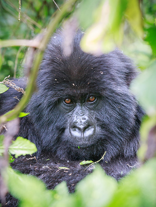 Rwanda Gorilla safaris