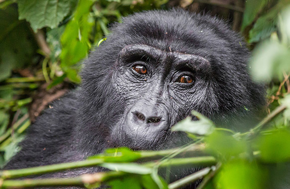 Rwanda Safaris