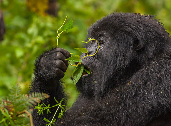 Rwanda Gorilla safaris