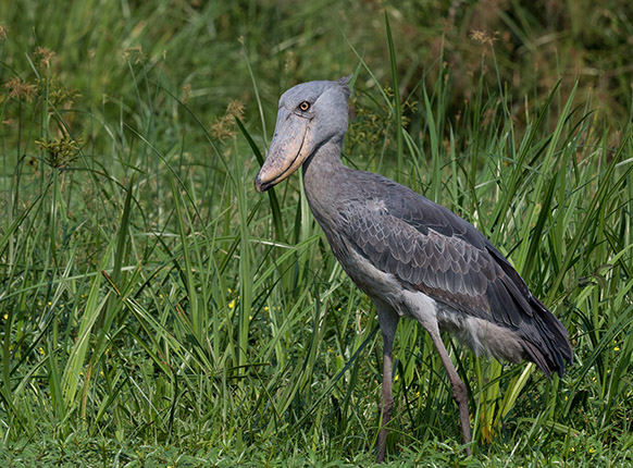 Shoebill stork in Uganda, Birding tours in Uganda, Birding safaris in Uganda, Africa safaris in Uganda