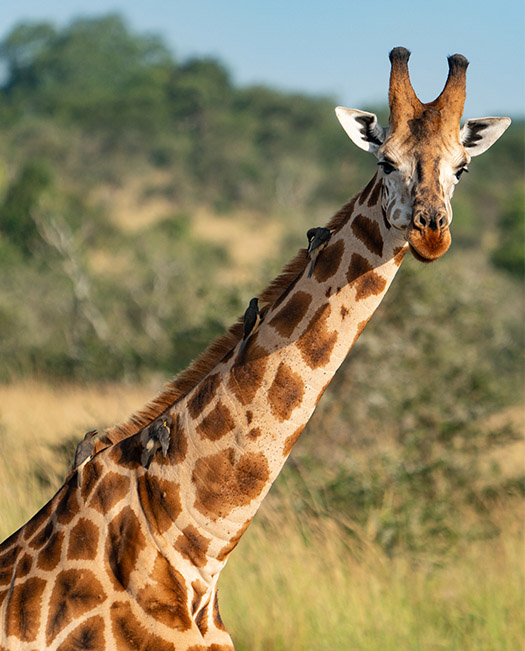 Uganda-Gorilla-Safaris Uganda-Gorilla-Safaris