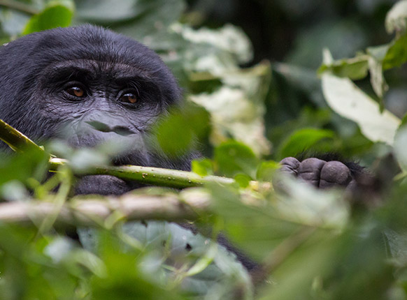 Uganda Rwanda Gorilla tracking tour