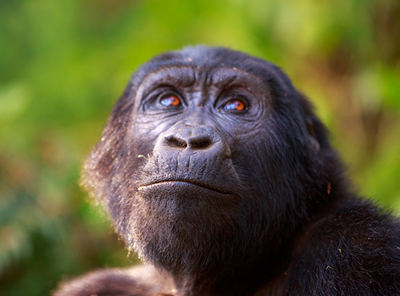 Uganda gorillas, bwindi impenetrable national park, gorilla tours in uganda, gorilla trekking in Rwanda