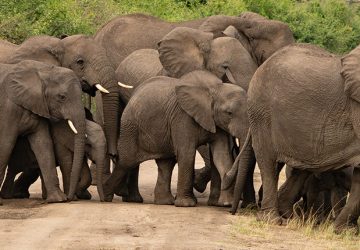 Security Uganda - Elephants