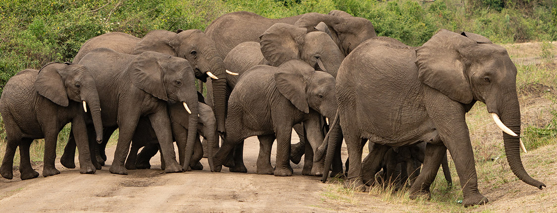 Security Uganda - Elephants