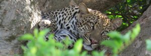 Uganda big five safaris