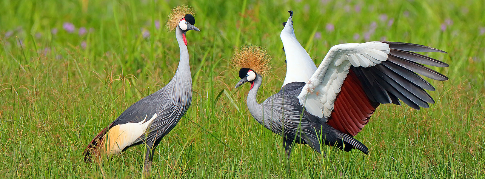 Uganda Birding & Wildlife Safari