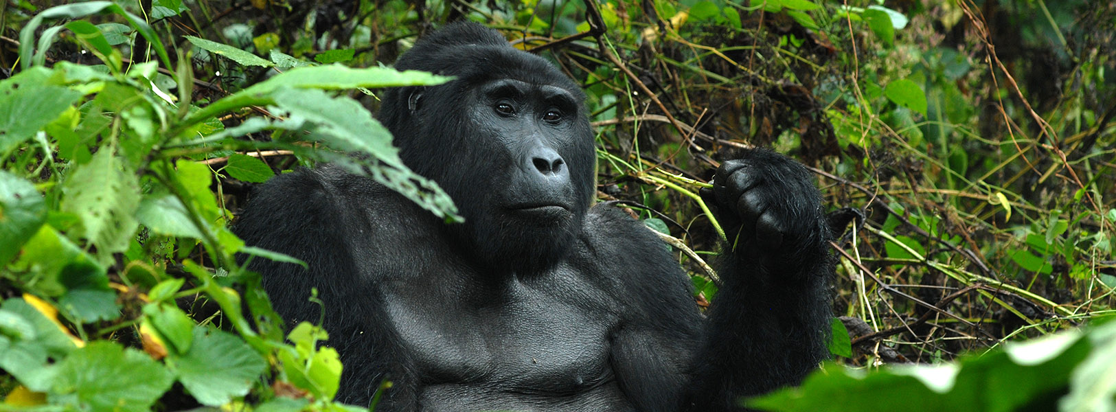 Gorilla Trekking Uganda