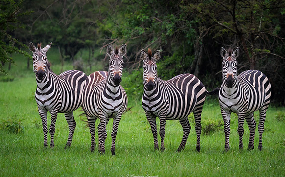 Uganda Short Safaris