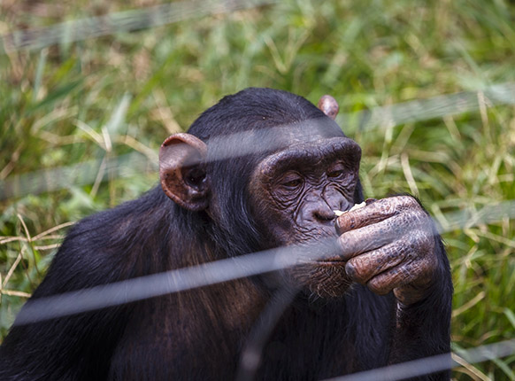 Chimpanzee Trekking Uganda