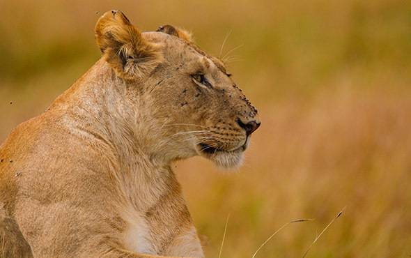 Kenya Wildlife Sfaris