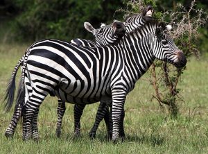 Lake Mburo National Park safari