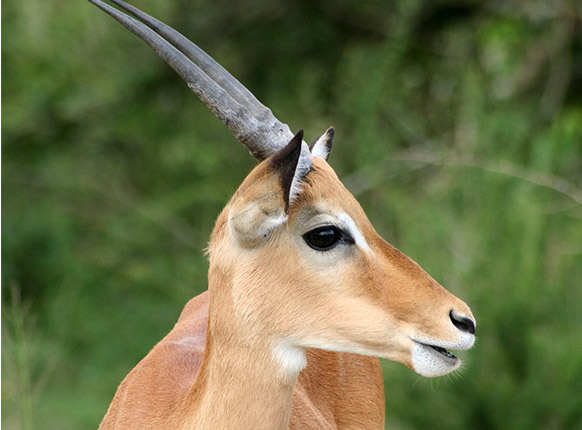 Lake Mburo National Park