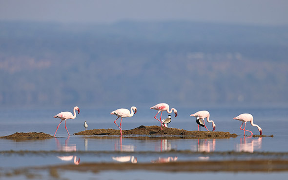 Lake-Nakuru-Wildlife-Safaris