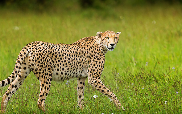 masai mara national park, kenya safaris, tours in Kenya, Masai adventure tour