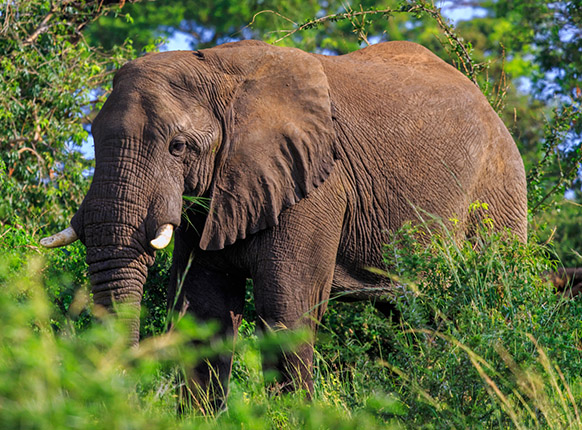 The Murchison falls in Uganda, Murchison falls national park, Safaris in Uganda