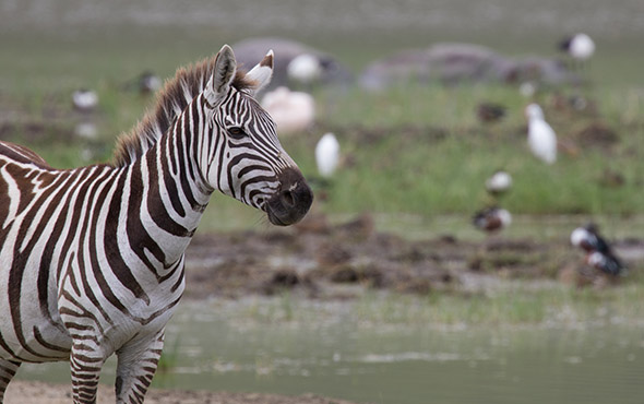 Ngorongoro & Tarangire Park Safari Tour