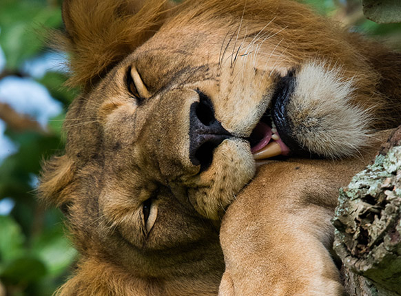 Queen Elizabeth National park