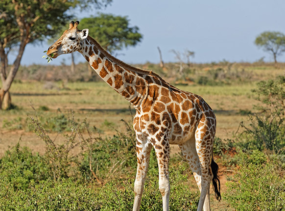 The Murchison falls in Uganda, Murchison falls national park, Safaris in Uganda