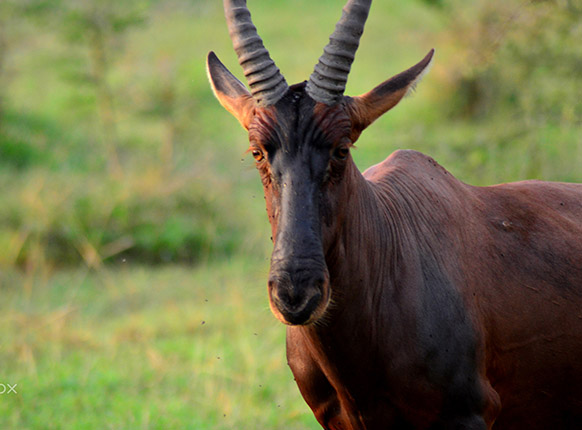 Visit Queen Elizabeth Uganda