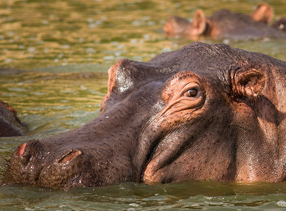 Queen Elizabeth National park