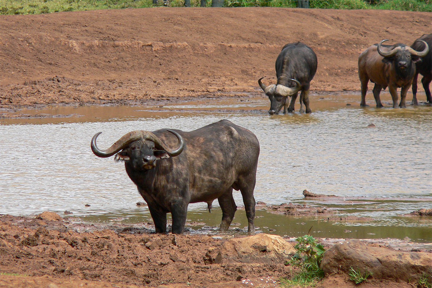 Kenya safaris