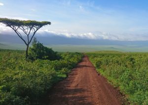 Vegetation in Selous Game Reserve