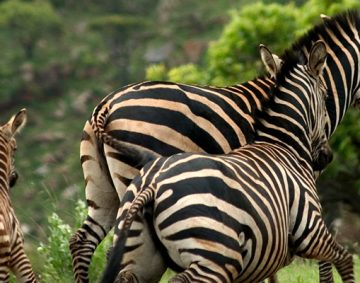 Rwanda-Akagera Wildlife Safari