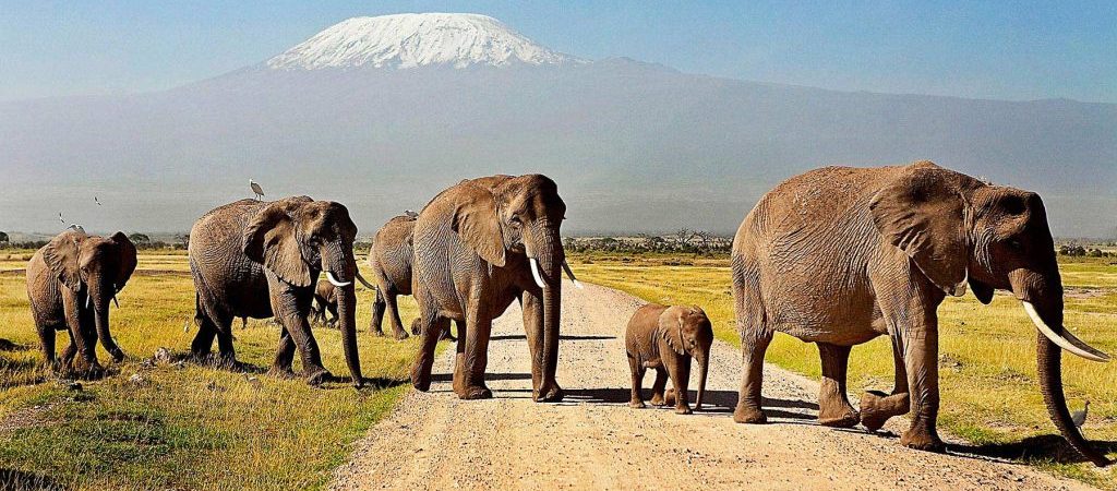 Amboseli-National Park, kenya Safaris and tours