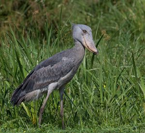 Mabamba wetland tour, Birding tour