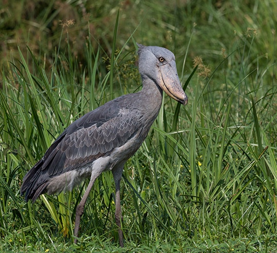 Mabamba wetland tour, Birding tour