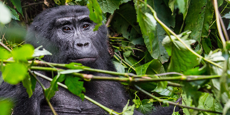 Bwindi impenetrable national park