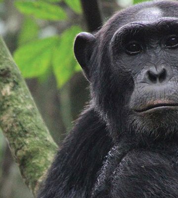 Chimpanzee Trekking - Ngamba Island