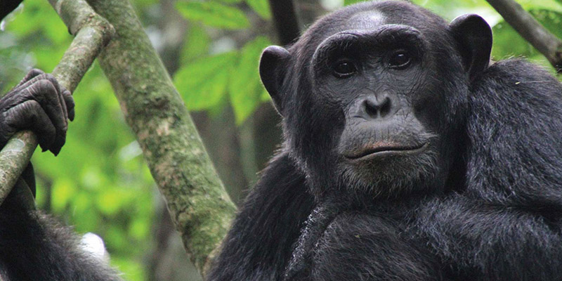 Uganda gorillas and chimpanzee tour