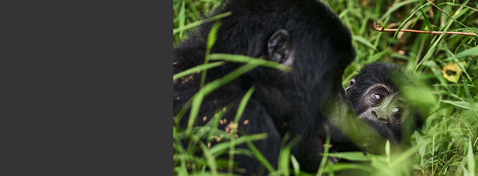 mountain gorillas in bwindi forest